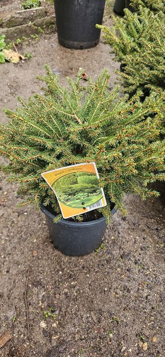 Сребрист смърч, Фотиния, лавровишна, кипарис, лейланд, туя, нандина