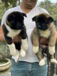 Akita American/Pedigree