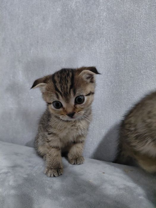 Продам кошечек девочек в добрые руки,они очень игривые любят ласку