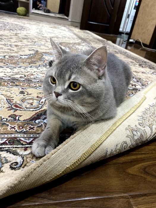 TEKIN vyazka britanskiy