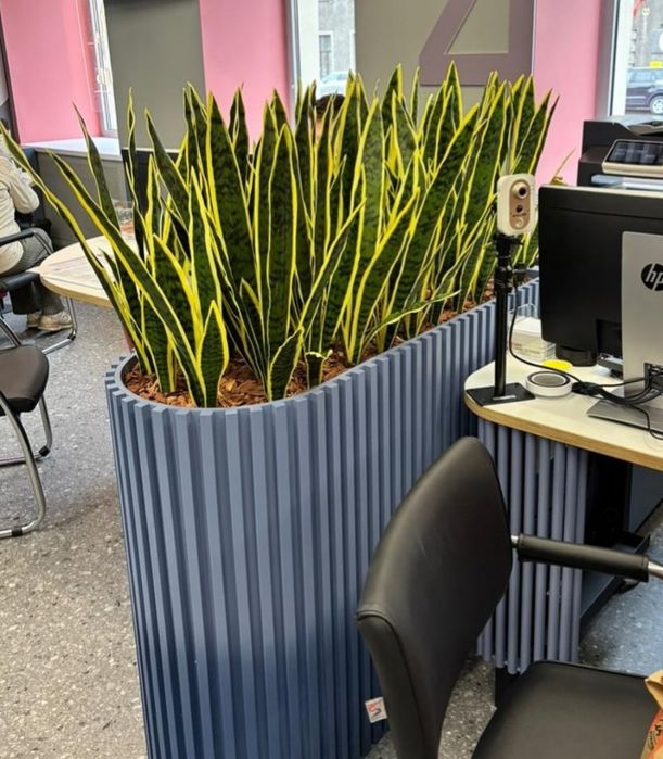 Vivetochka Щучий хвост, Искусственная  Сансевиерия