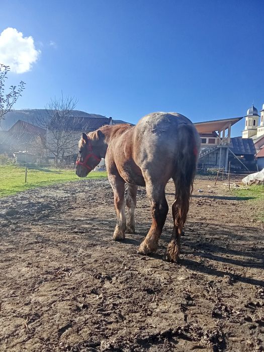 Mânz de vanzare Localitatea Zagra jud Bistrița Năsăud