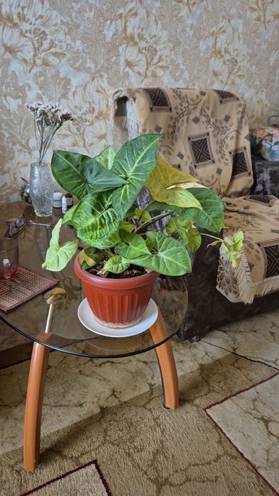 Многолетнее комнатное растение.