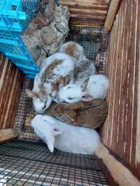 Крольчата Кролики 1,5 Месяца
