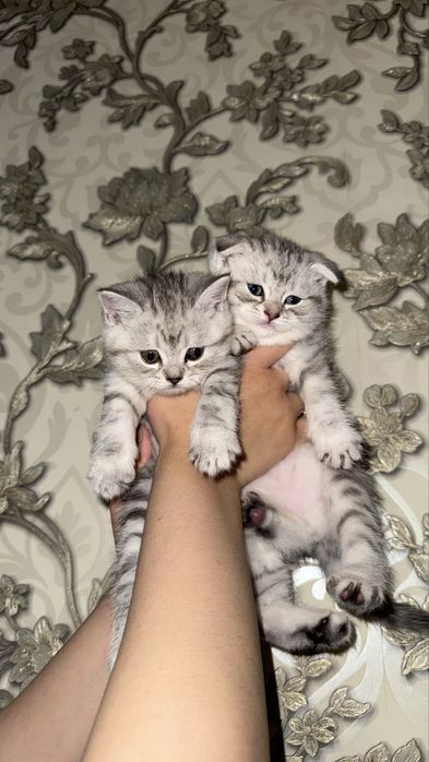 Продам котят мама шотландская веслоуха, отец шиншилла