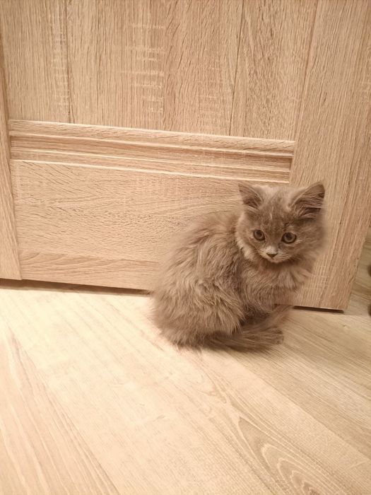 Котенок пушистый