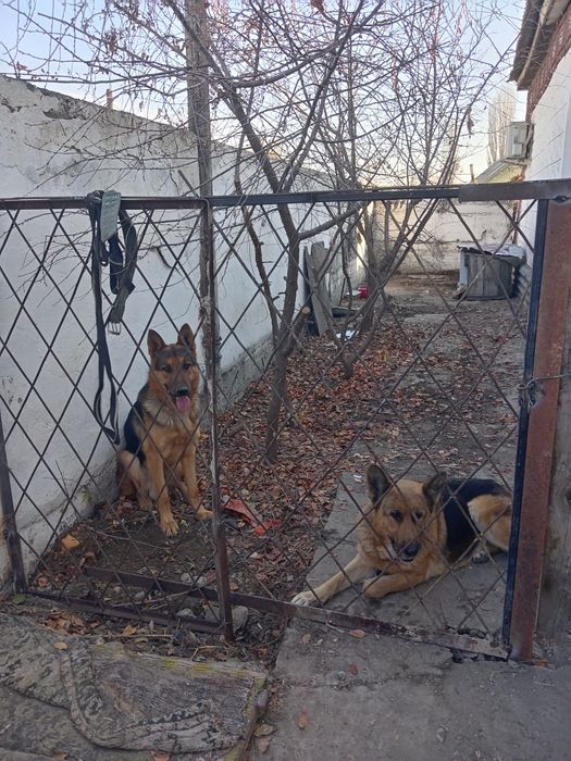 Продам овчарки сучка и кабель немцы город шу