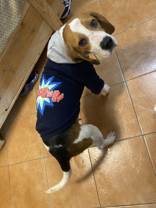 Donație – Beagle tricolor, femelă, 4 ani