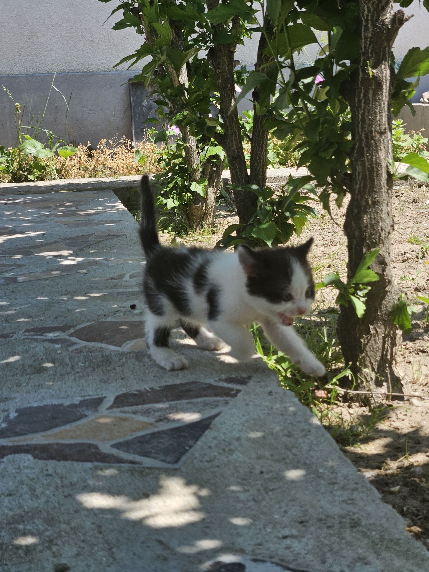 Dau spre adopție două pisici jucăușe