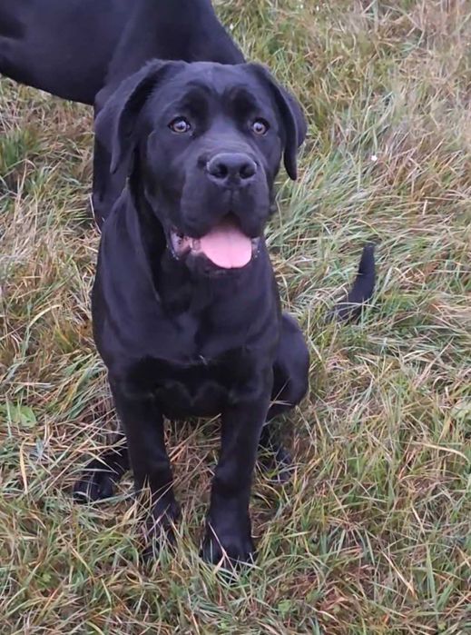 Cane Corso femela