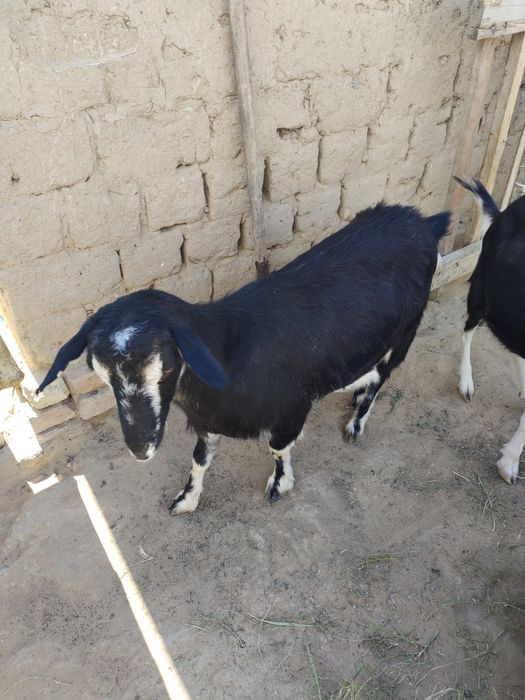 Осы Семіз ешкі сатылады