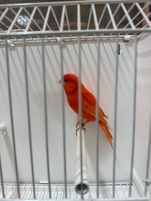 Canari roșii de vanzare