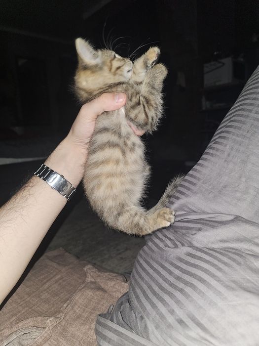 Бенгальский котенок