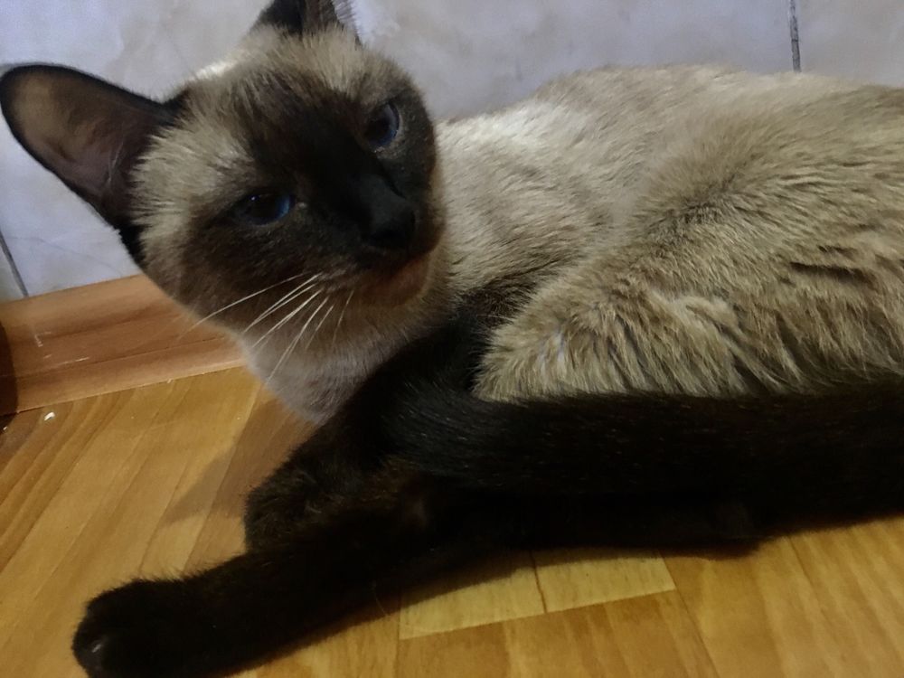 срочно отдам породистую кошку в добрые руки
