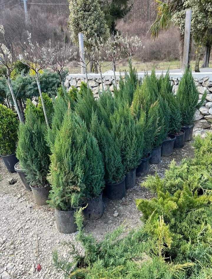 Plante ornamentale