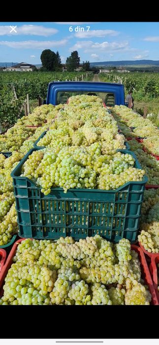 Struguri de vin avem toate soiurile nr 078542852nouă