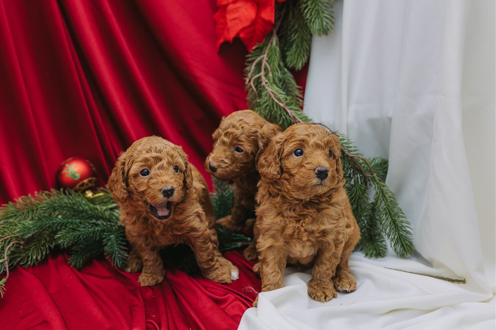 Мини пудели, родени на 07.10.