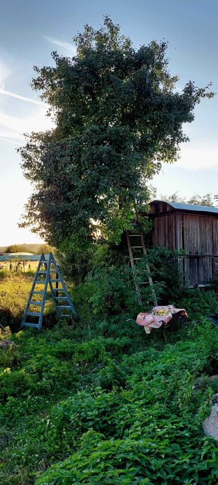 Coșer pentru depozitare porumb!