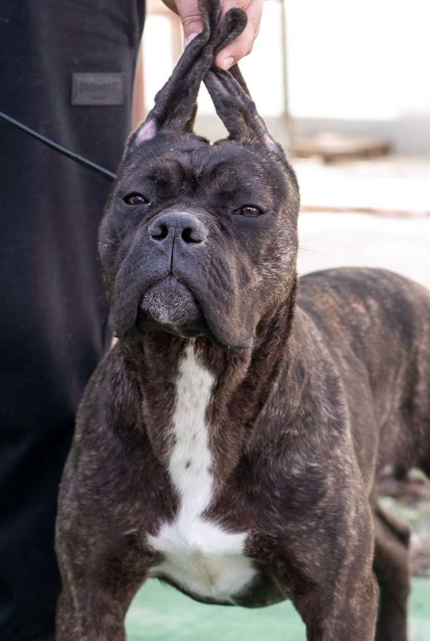 Femela Cane Corso brindle doar pt cunoscători