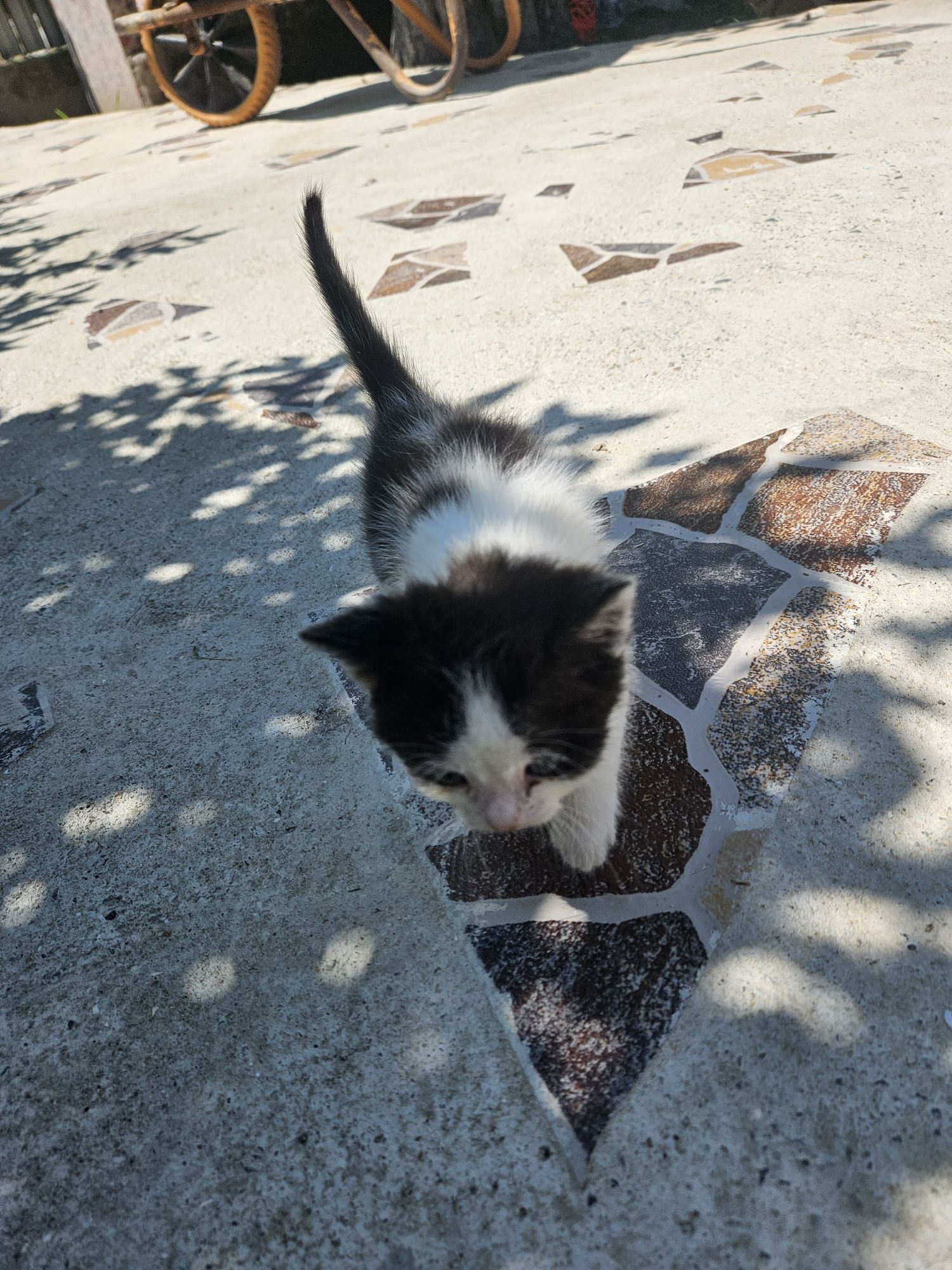 Dau spre adopție două pisici jucăușe