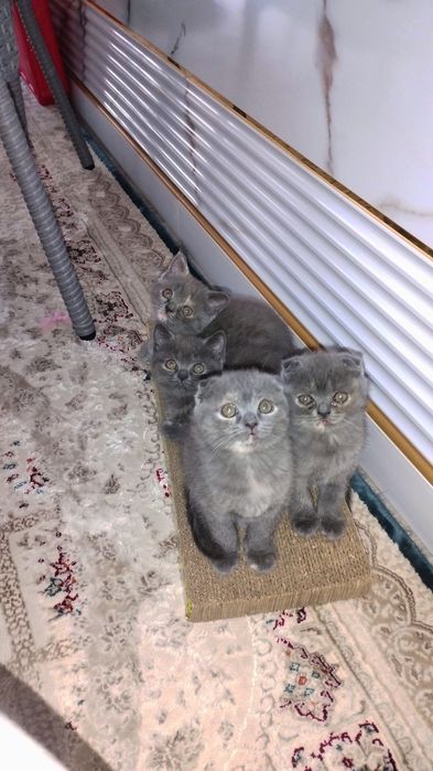 Scottish fold va Scottish strayt mushukchalar