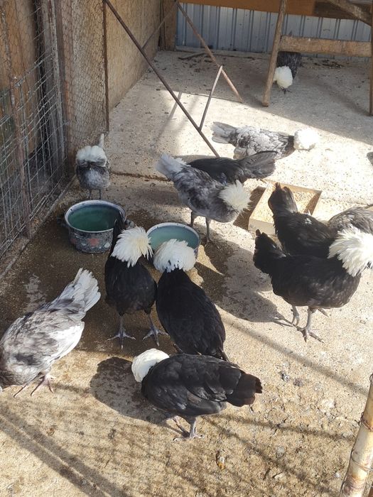 Cocoșei de motata olandeza