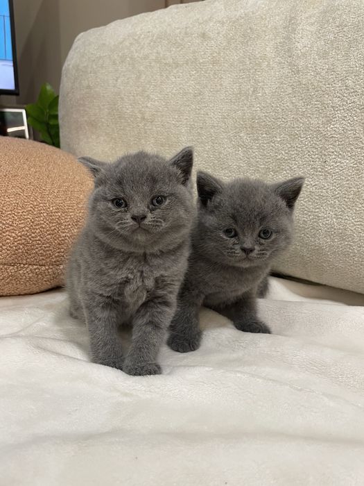 Британска късокосместа