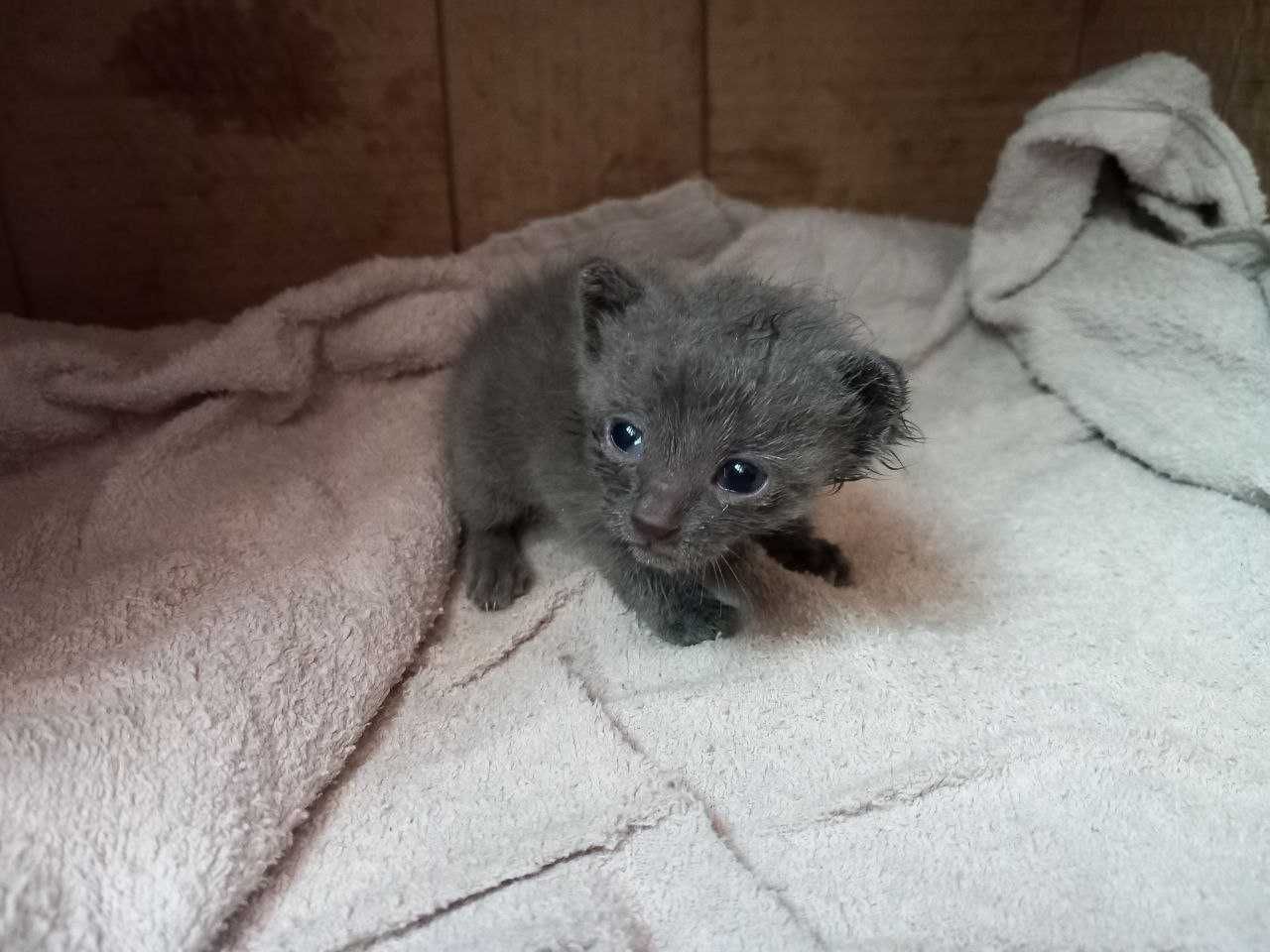 Подаряват се котенца - Kittens to give away - Kätzchen zu verschenken
