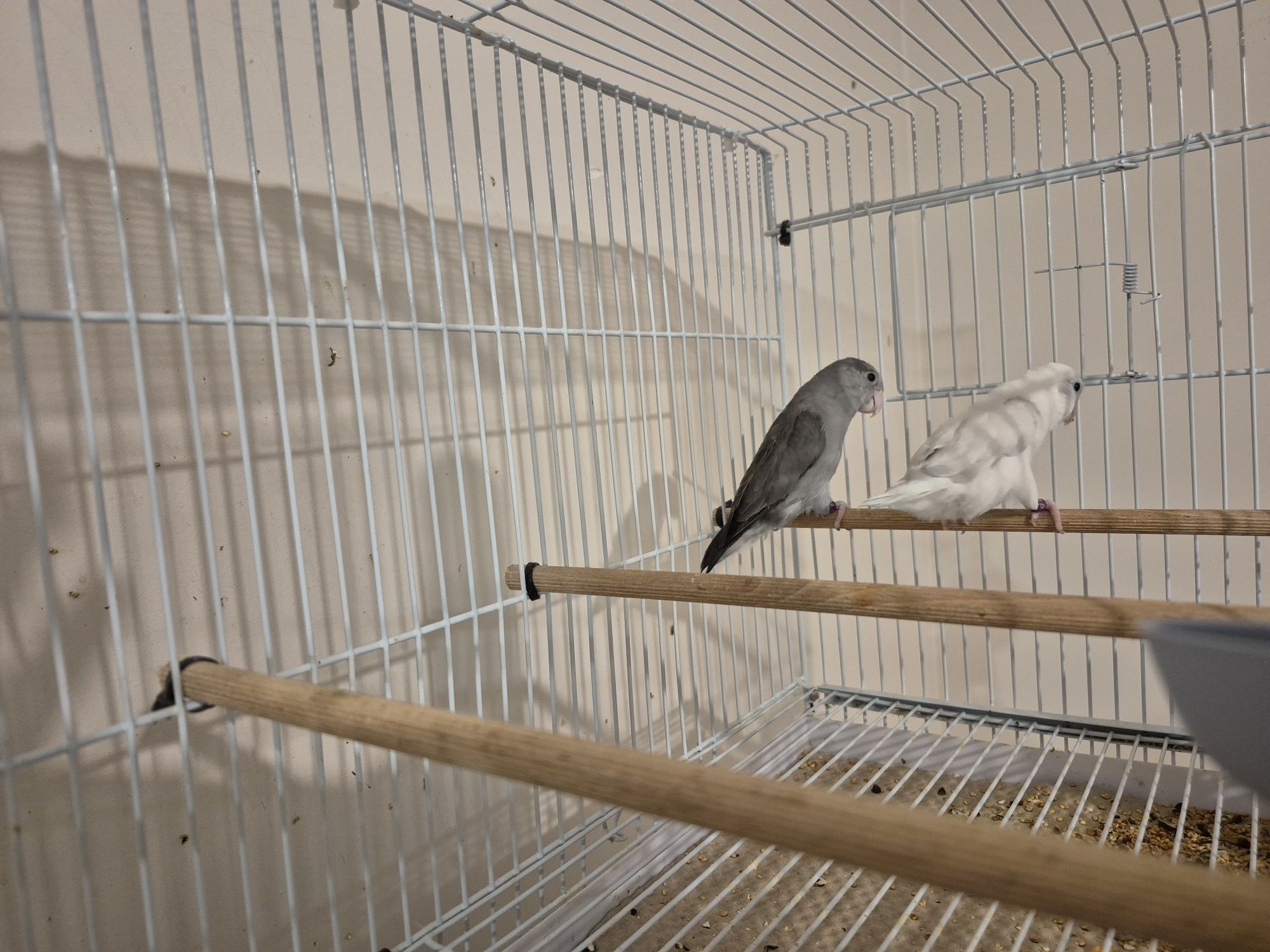 Forpus Coelestis - Perechi reproducătoare  / Schimb cu canari