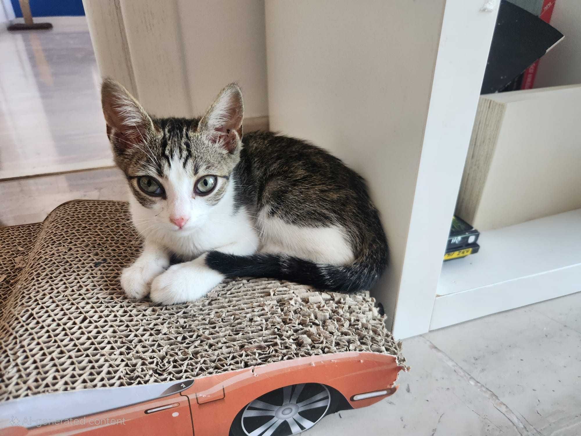 Donez pisicuță adorabilă – 2 luni, jucăușă și iubitoare