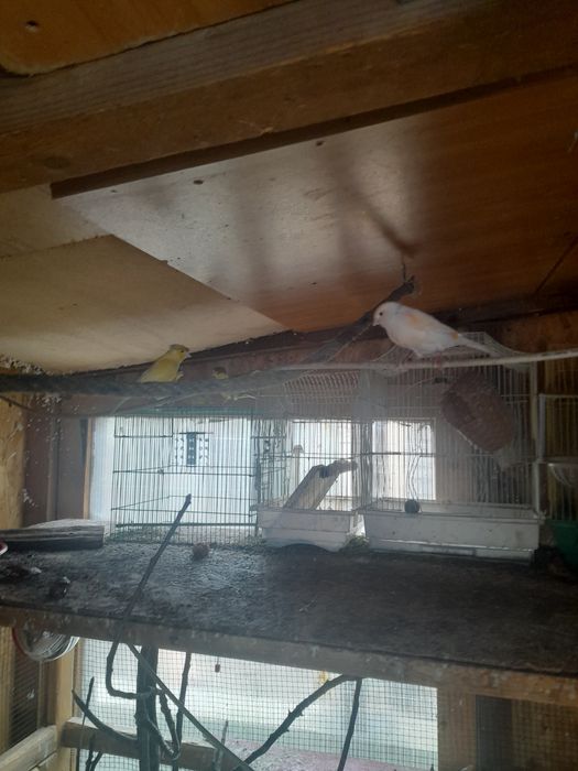 Papagali agapornis și canari timbrado