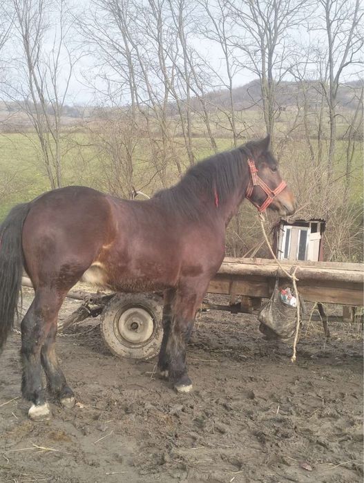 Vând mânz de un an jumate