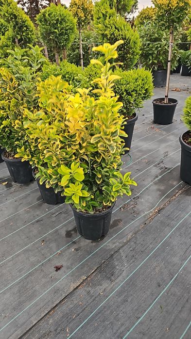 Prunus laucerasus- Photinia red- Leylandi- Euonymus