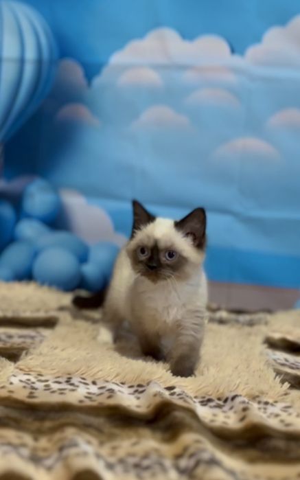 Рагдол    Регдол