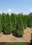 Tuia smaragd extra calitate direct din pepeniera, Plante ornamentale