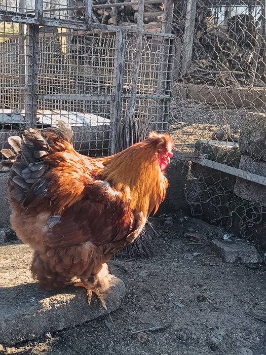 Vând cocoși moțați