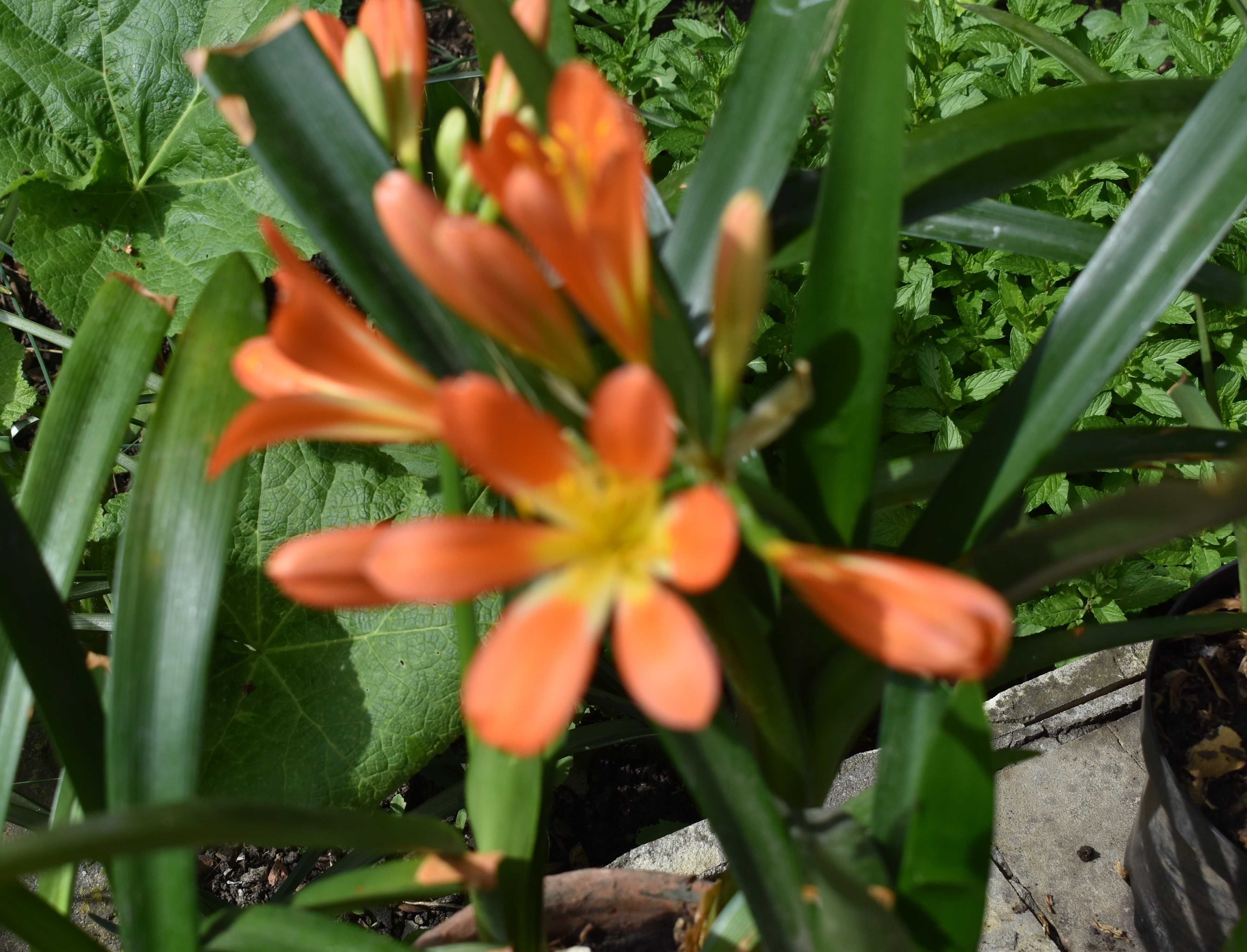 vand floare clivia miniata