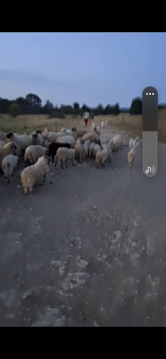 Oi de vanzare cu tot cu miei