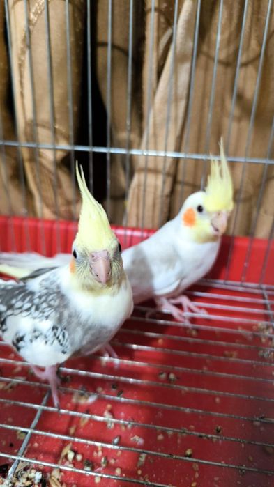 Папагали Корели с клетка