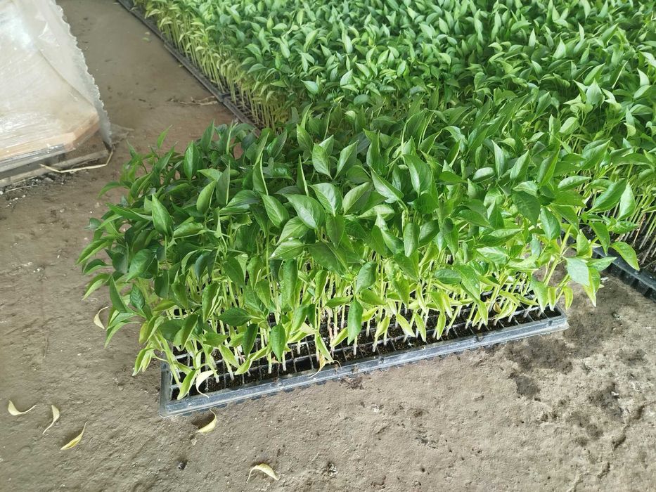 Ardei Gogoșar pritania