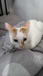Dau spre adoptie pisica femela, nume: Lyia