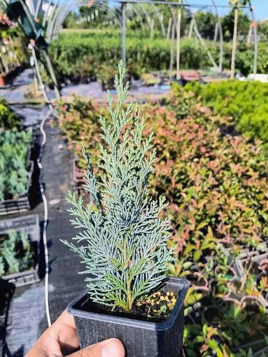 Leylandii 20-25cm