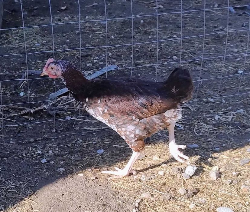 sau schimb cocosei din rasa de gaini Sussex Portelan