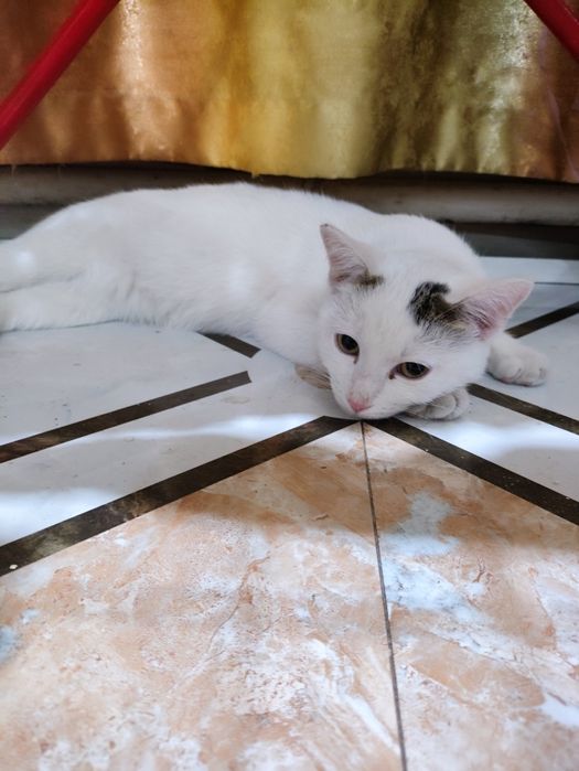 котенок бесплатно