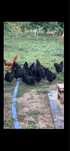 Cocos din rasa Australorp