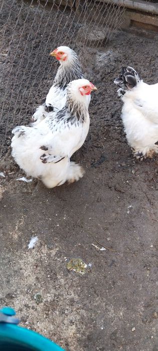 Vând 5 găini Brahma Herminat Deschis