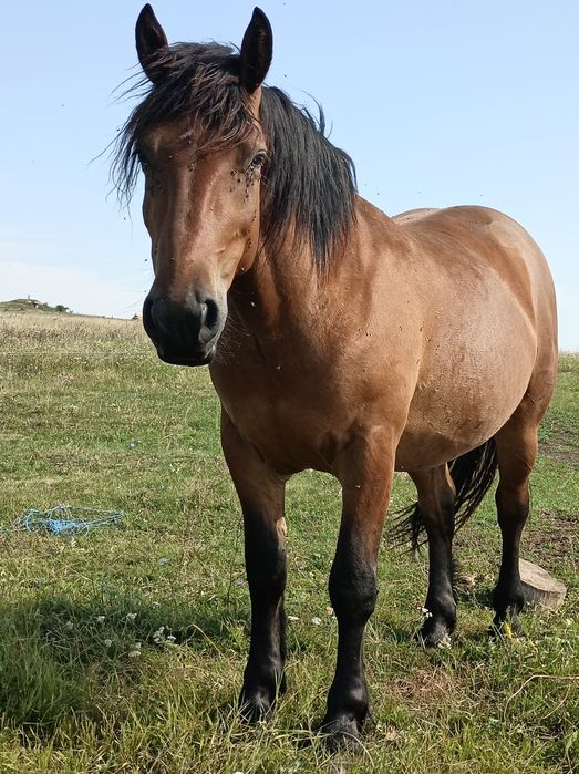 Vînd iapă cu mînz si un cal de trei ani