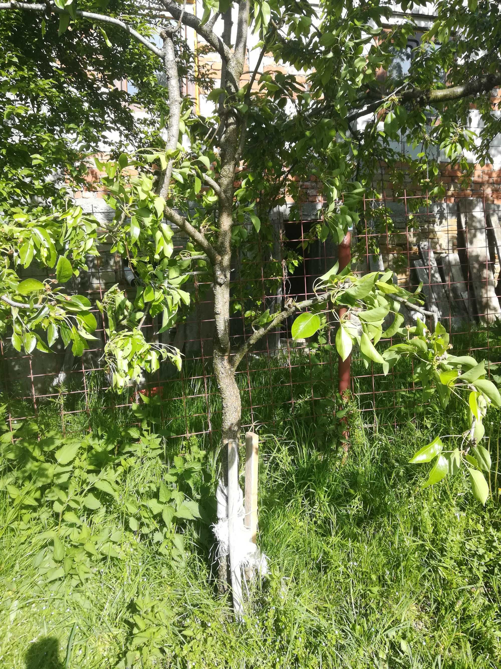 Ofer servicii de curatenie/intretinere-curte/gradina-Bucuresti/Ilfov