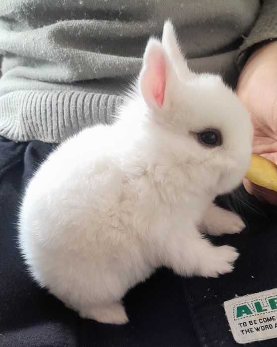 Quyon bolalari. Karlik quyoncha