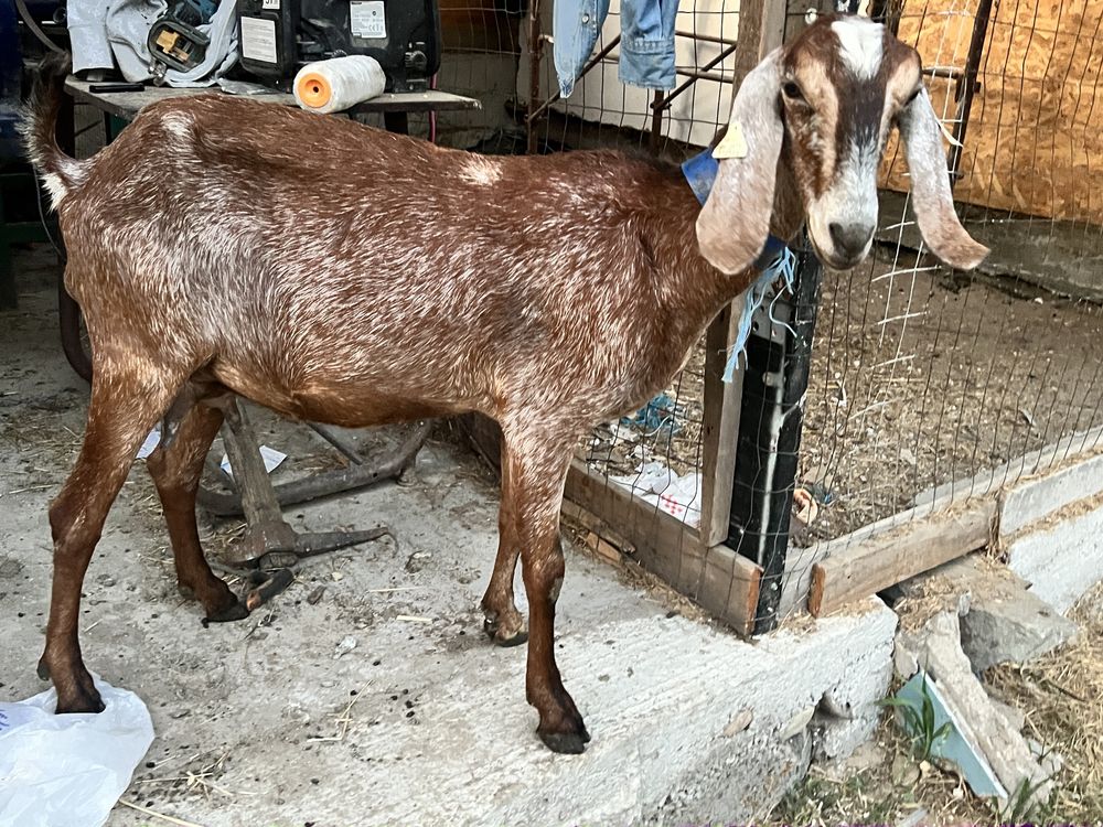 Capra anglonubian rasa pura
